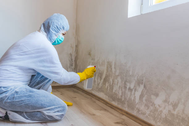Licensed Basement Mold Removal service in Hyde Park, PA - WQB Mold Removal