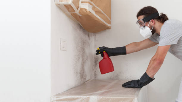 Professional Basement Mold Removal technician working in Hyde Park, PA