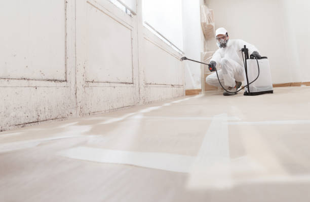 24/7 Emergency Basement Mold Removal experts in Hyde Park, PA