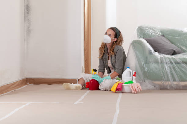 Reliable Basement Mold Removal contractor in Hyde Park, PA by WQB Mold Removal
