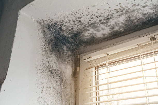 Affordable Basement Mold Removal solutions in Hyde Park, PA